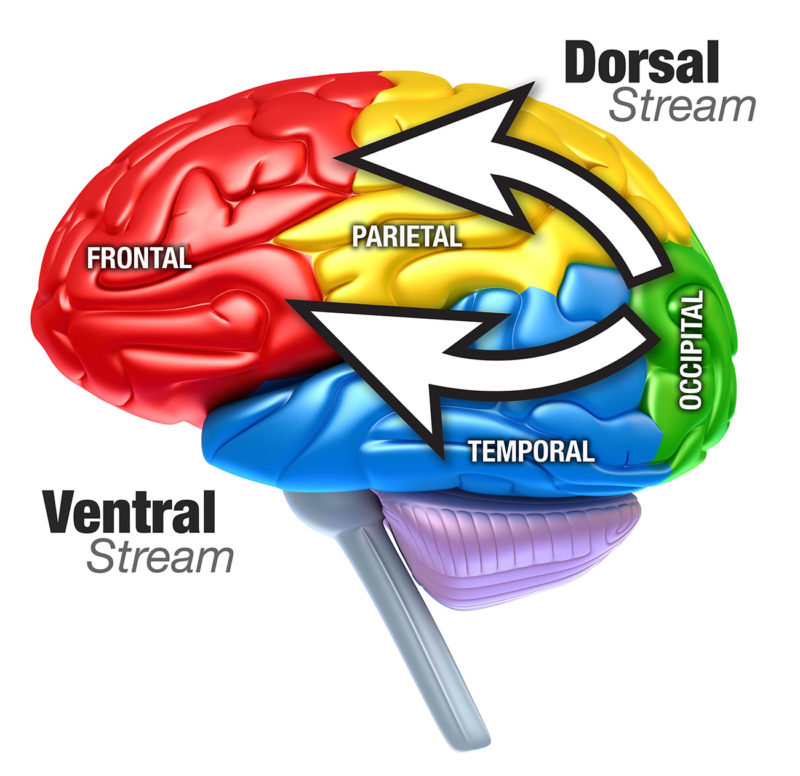 Medical Professionals | Pediatric Cortical Visual Impairment Society